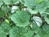 Campesinos de Nuevo Israel sorprenden con exitosa cosecha de chihua tras crisis ganadera