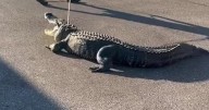 Florida cops capture 10-foot-long alligator outside 7