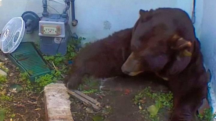 Enorme oso de más de 200 kg convierte un hogar en su guarida invernal