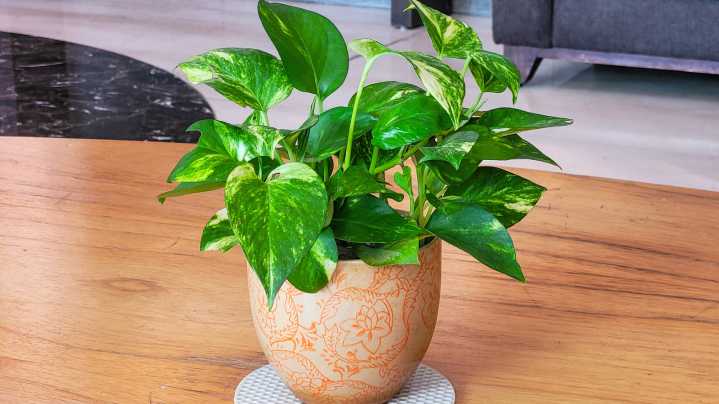 Get Bigger Leaves On A Pothos Houseplant With This Simple Method