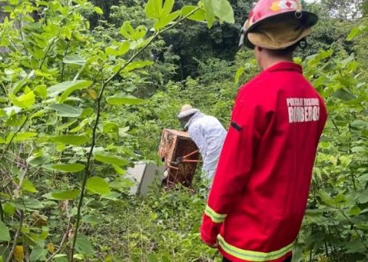 Susto en Santo Pipó: operarios fueron atacados por un enjambre y debió intervenir Bomberos
