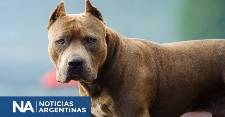 Tres perros pitbulls atacaron a un nene de 9 años en Córdoba