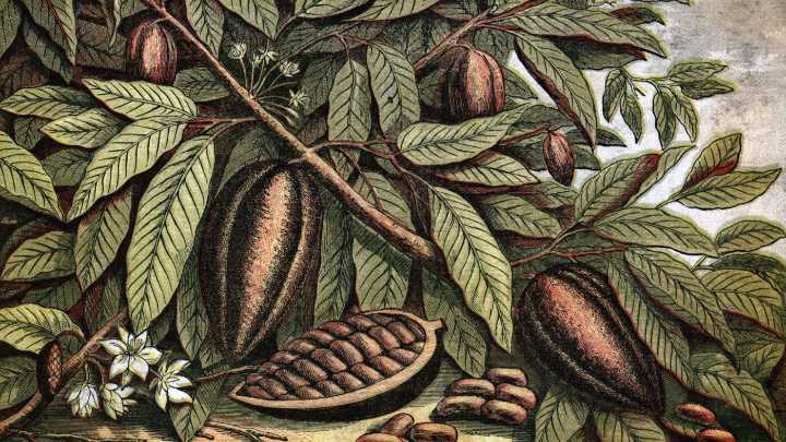 The Bitter History of Chocolate : Throughline : NPR