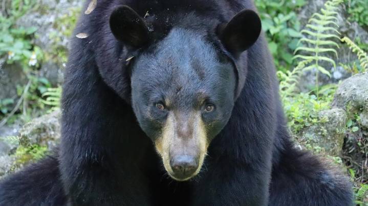 Florida kicks off its first black bear hunting season in a decade
