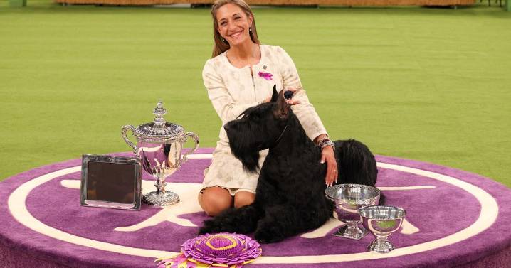 Dog shows: What are the judges actually looking for?