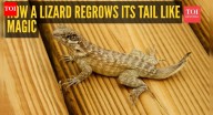 The fascinating science behind lizards shedding their tails and growing them back