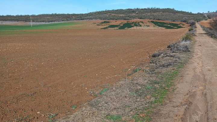 Así han quedado numerosos cultivos de Guadalajara: "devorados" por una "plaga" de fauna silvestre imposible de controlar