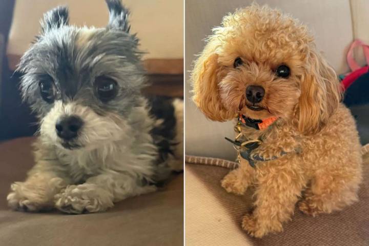 Tom Brady, Orlando Bloom Compare Tiny Pet Dogs