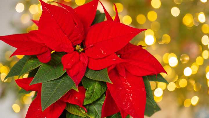 Forget Poinsettias: This Long-Blooming Flower Brings A Splash Of Color Year After Year