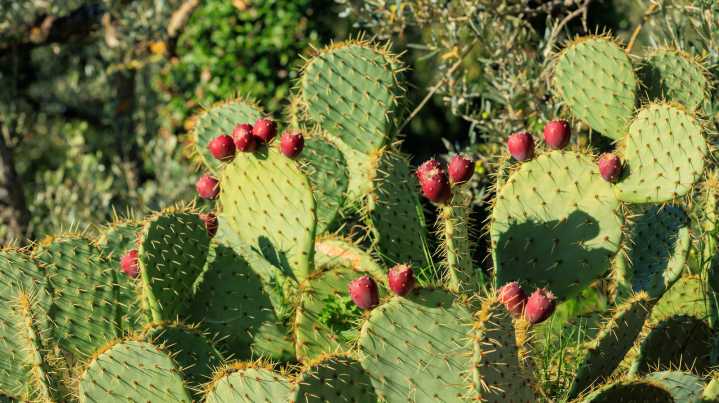 How To Harvest Prickly Pear Fruit From A Cactus