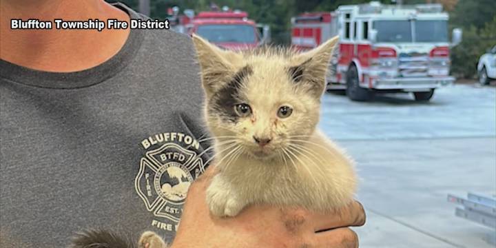 South Carolina firefighters save kitten trapped under car