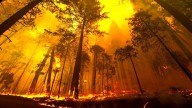 Jammu Kashmir Lost Nearly 440 Sq Km to Forest Fires