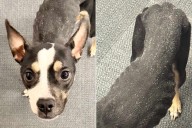 Abandoned Emaciated Dog Rescued in Pittsburgh, Officials Searching for Owner