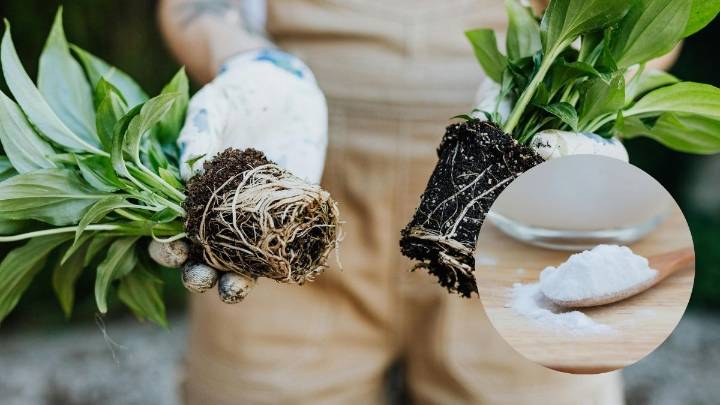 El truco con bicarbonato de sodio para la lengua de suegra que evita hongos y hojas amarillas