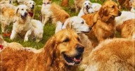 Argentina rompió el record munidal de golden retrievers reunidos