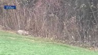Rare moment of a bobcat hunting caught on camera