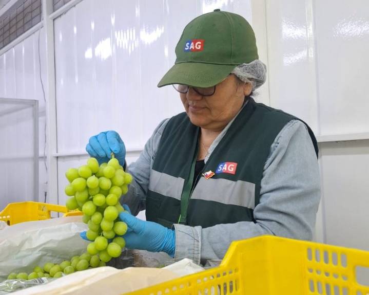 Atacama inicia temporada de exportación de uva de mesa: SAG refuerza requisitos fitosanitarios para envíos a Ecuador y Corea del Sur