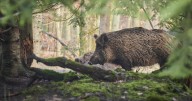 El noreste peninsular, la zona de España con mayor densidad de jabalíes