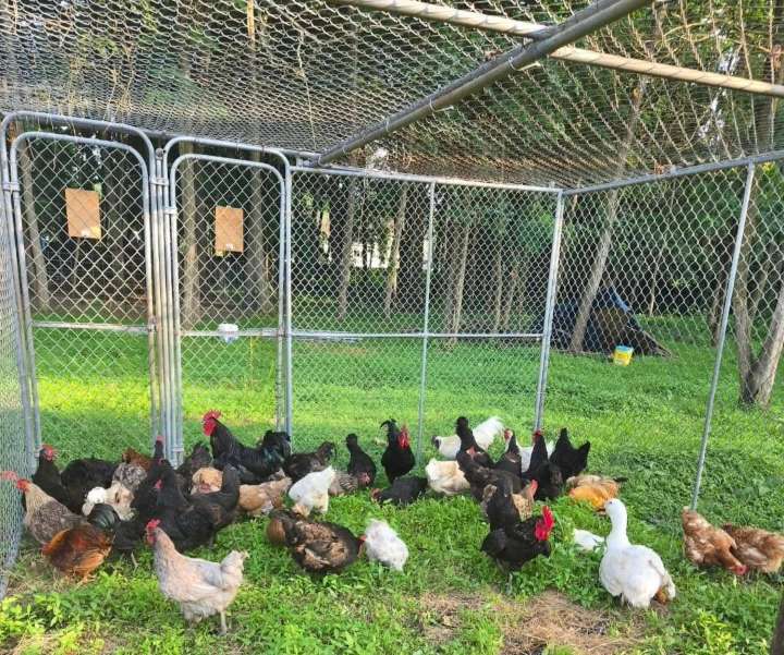 Mayor Jennifer L. Kuhn Takes Action for Animal Farm That Was Promised Help, But Never Got It