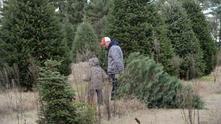 BLM starts $5 Christmas tree permits in New Mexico