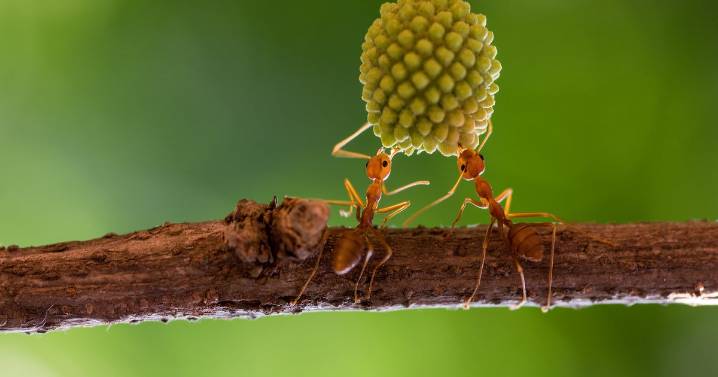 Sick ants invite self-sacrifice to save colony, scientists discover: "Hey, come and kill me"