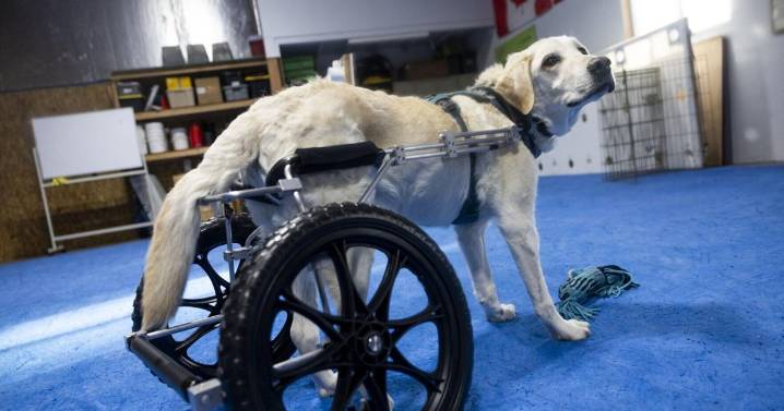 Missoula-area nonprofit trains rescued dogs to protect wildlife all over the globe