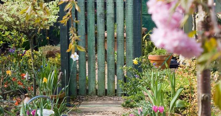 'I'm a garden expert and there's plant that can completely transform your space'