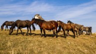 Un proyecto pionero reintroduce caballos semisalvajes en España para mejorar ecosistemas y prevenir incendios