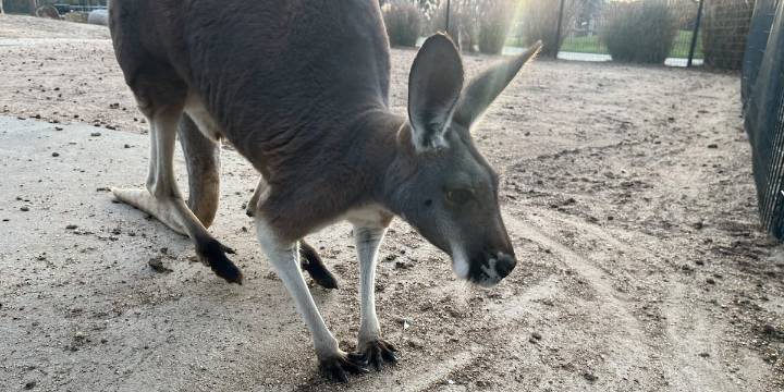 Kansas zoos fight back against viral, misleading AI animal videos