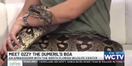 Meet Ozzy: The North Florida Wildlife Center star helping promote this weekend’s Jungle Jingle