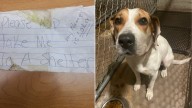 Stray Dog In Wisconsin Finds Safety After Leaving A ‘Please Help’ Note On Her Collar