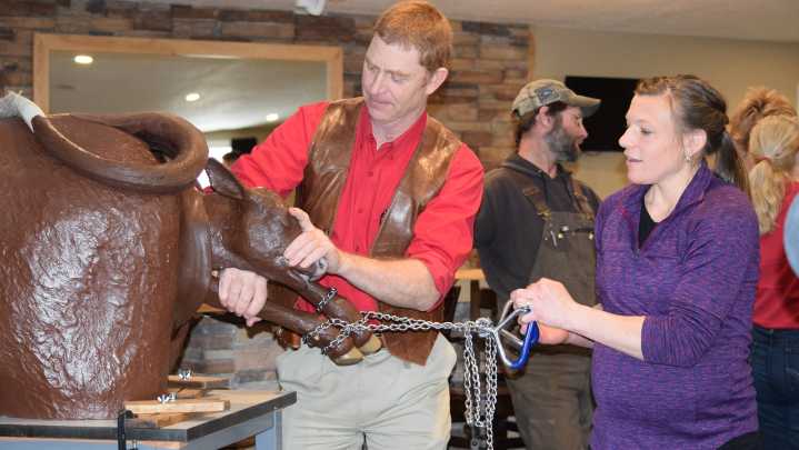 Advanced beef cow calving clinics to prepare producers for calving season