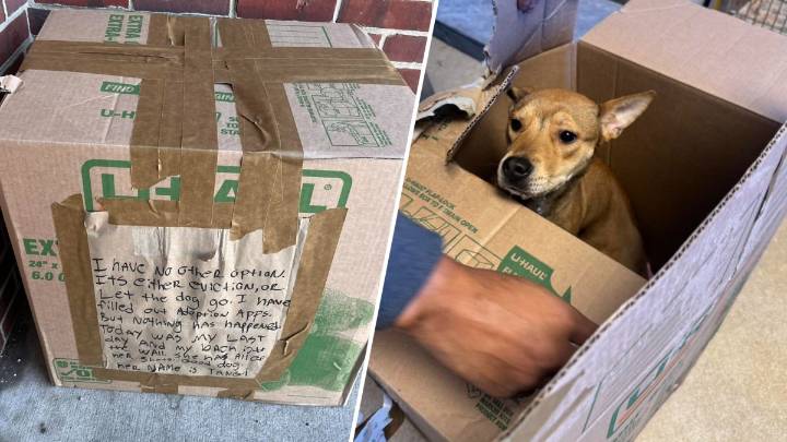 Abandoned dog found in sealed moving box outside PSPCA shelter