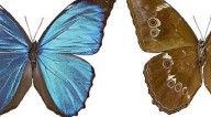 La deforestación del Amazonas apaga el color de las mariposas