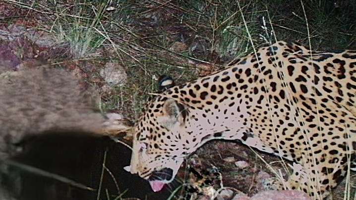 A new jaguar spotted in Arizona points to progress in the endangered species' recovery