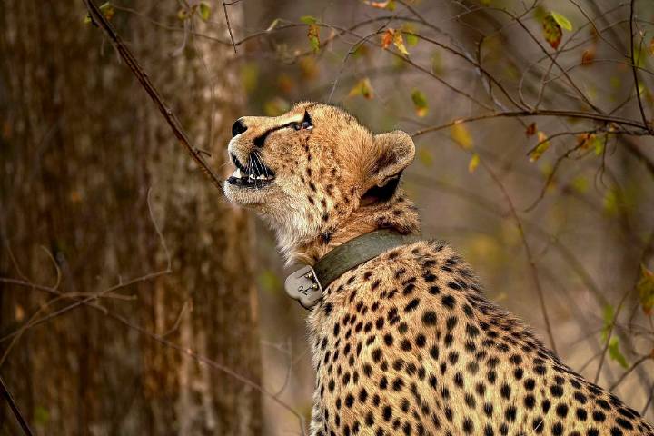 Madhya Pradesh CM To Release Three Cheetahs In Wild At Kuno National Park