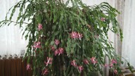 The fascinating story behind the Beaconsfield Christmas cactus