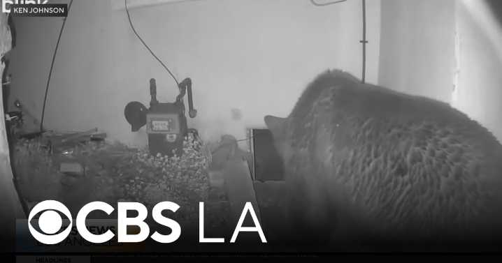 Altadena man says second bear tried to move into occupied crawlspace underneath his home