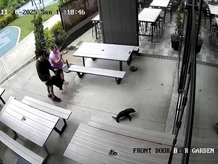 Seal galumphs into New Zealand bar