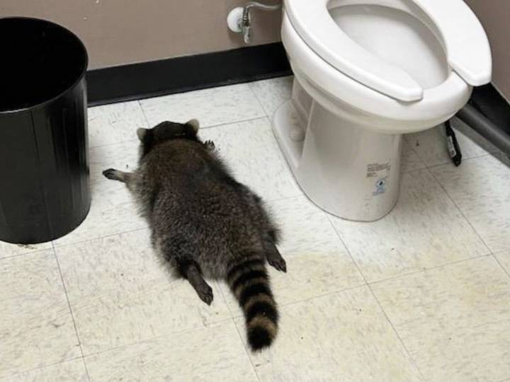 Drunk raccoon passes out in bathroom after ransacking liquor store