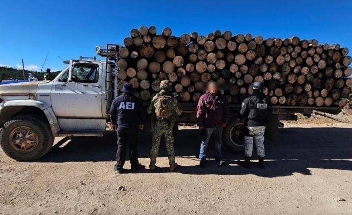 Capturaron a conductor con madera de tala ilegal en Bocoyna