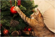 Habla un experto. ¿Cómo evitar que tu gato destruya el árbol de Navidad?
