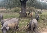 El difícil control de la peste porcina africana en la dehesa