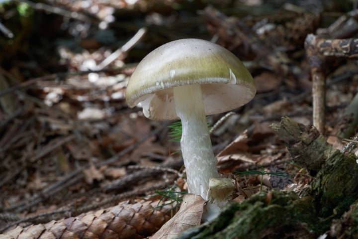 California sounds the alarm on a dangerous rise in mushroom poisonings