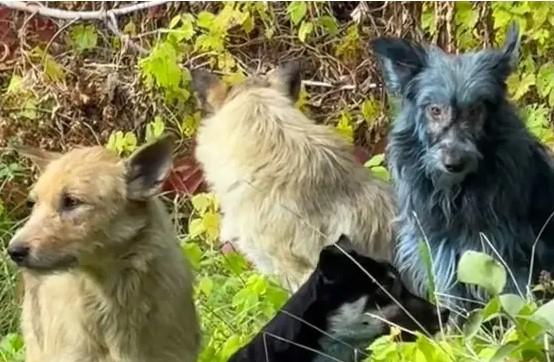El extraño caso de los perros azules de Chernóbil