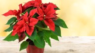 El truco de los expertos para que las hojas de la flor de Pascua se pongan rojas
