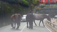 Tres caballos sueltos sorprenden a los conductores en la carretera de Coto a Salinas, en Castrillón