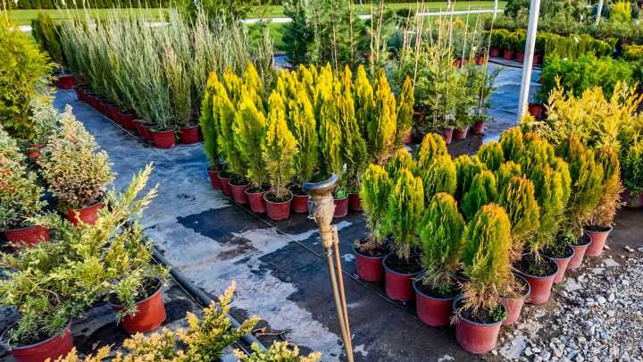 Potted Christmas Tree Varieties That Thrive When Grown As Houseplants