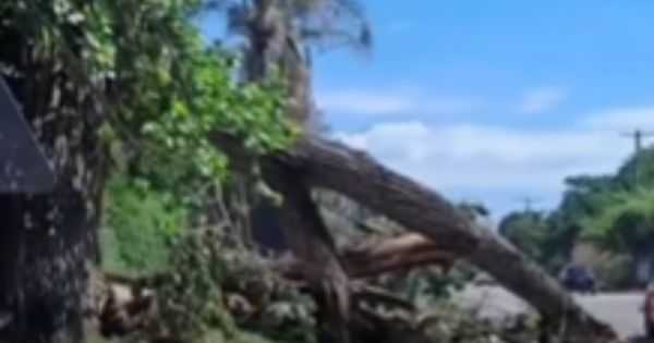 [URGENTE] Se cayó un árbol sobre la Ruta 68 tras la tormenta en Salta