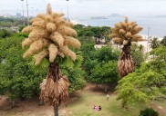 Palmeras talipot florecen por primera y única vez en Río de Janeiro
